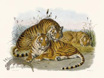 Elliot Cat 03 Tiger new Background